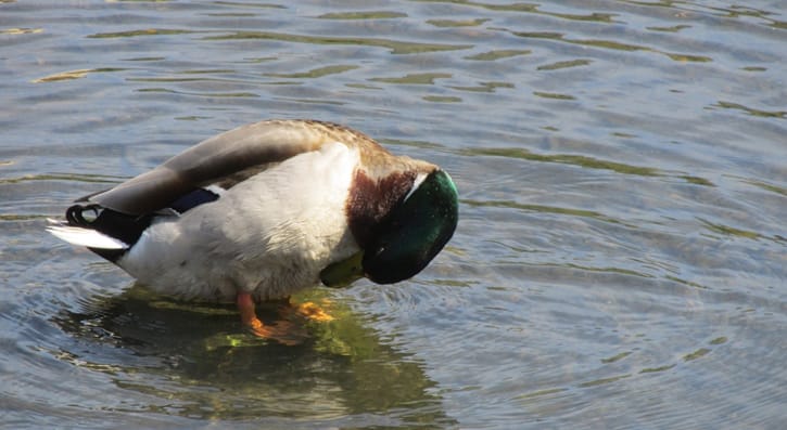 A duck in water